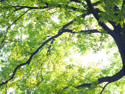 Menisa Park is getting some new trees