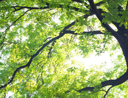 Menisa Park is getting some new trees